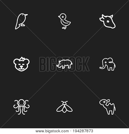 Set Of 9 Editable Animal Icons. Includes Symbols Such As Bird, Rhinoceros, Poulpe And More. Can Be Used For Web, Mobile, UI And Infographic Design.