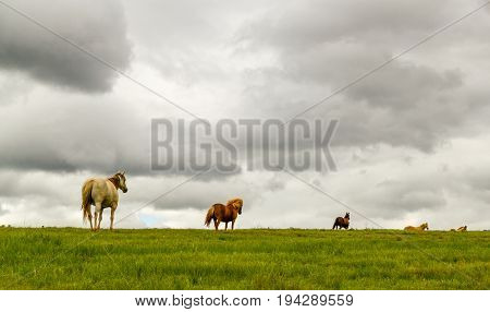 Herd of horses walking away across a lush green grassy field in the evening under a stormy cloudy sky in a wide angle landscape view