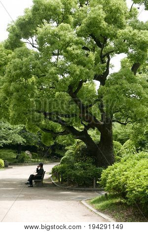 Senior Man Sits On The Beanch In Japan Public Park