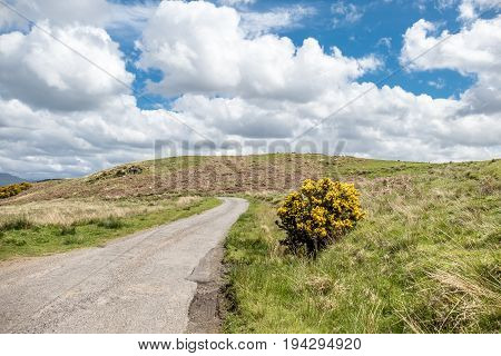 Scottish single track road with broom on a moor in the highlands, uk