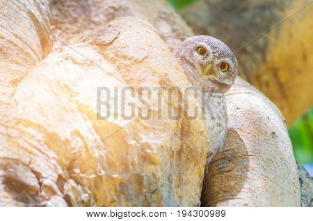 Little owl in tree hole natural animal in tropical forest