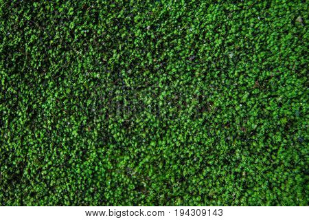 Green Mos Background  At Thailand