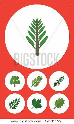 Flat Icon Ecology Set Of Acacia Leaf, Jungle, Alder And Other Vector Objects. Also Includes Wood, Oaken, Park Elements.