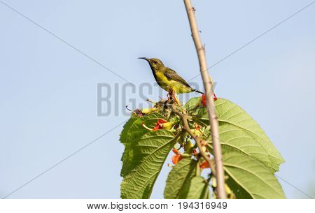 Olive-backed Sunbird, Yellow-bellied Sunbird