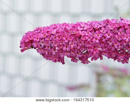pink bunch small flower in garden background