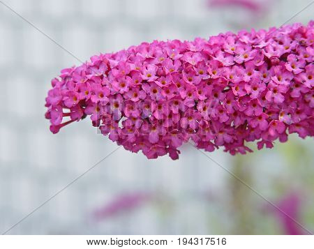 pink bunch small flower in garden background