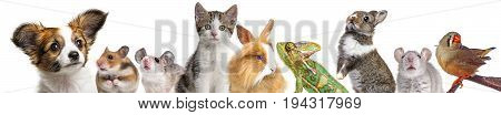 cute animals isolated over a white background