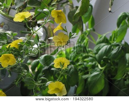 yellow rose  nature flower background plant  fresh
