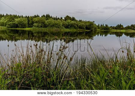 Trees and grass reflections in the water of a tranquil lake Silkeborg Denmark June 21 2017
