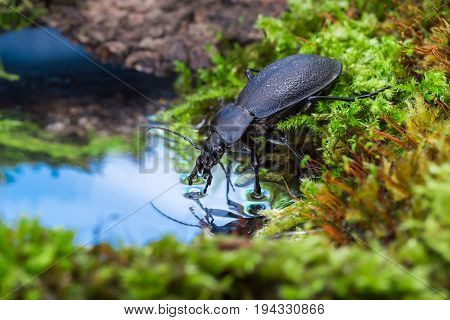 Carabus on the mossy bank of drinking water