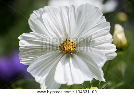 Cosmos bipinnatus in garden gardening summer flower flowering blossom white Cosmos bipinnatus