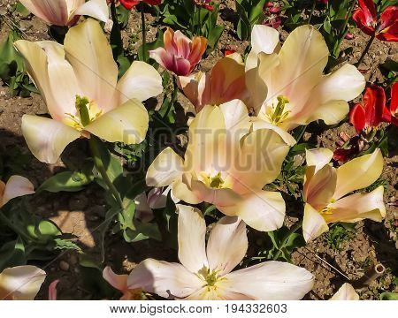 Delicate yellow-orange tulips, close-up view. Nikitsky Botanic garden (Crimea Russia). Unusual sort