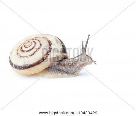 Lumaca isolata on white