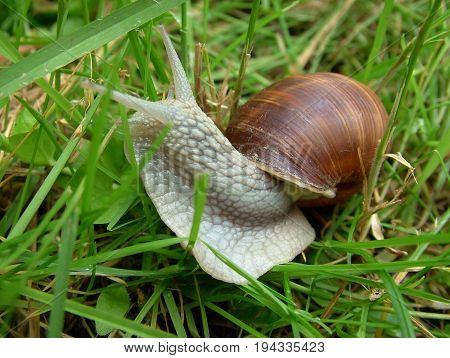 A snail in the garden on the grass