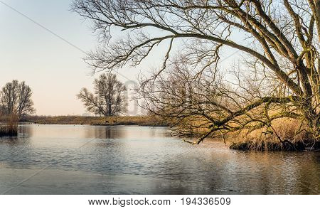 Pamoramic image of a bare tree with irregular branches at the edge of the water in a Dutch nature reserve. It is a the end of the winter season. A thin layer of ice is on the water surface.