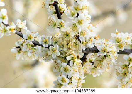 Blackthorn (Prunus spinose) branch in flower shot in early spring.