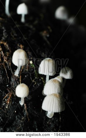 Champignon