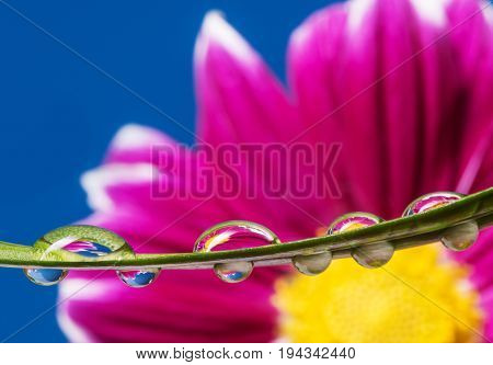 flower and water drops on a leaf
