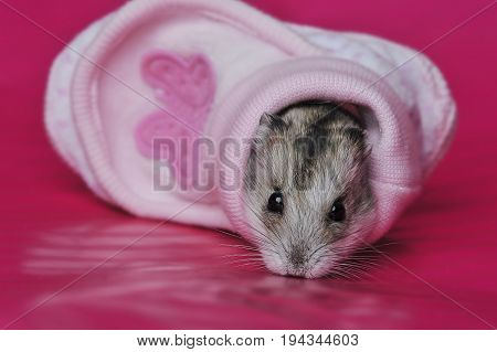 cute baby hamster sleeping in a little shoe