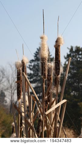 Autumn bunch of flowres of bulrush - Typha latifolia