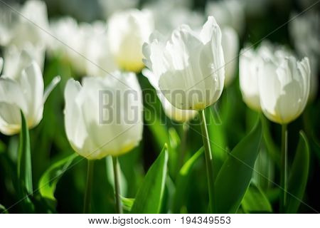Tulip. Beautiful Bouquet Of Tulips. Colorful Tulips. Tulips In Spring,colorful Tulip,vintage Tone
