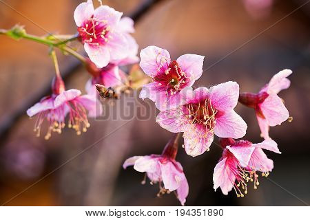 Cherry Blossom Or Sakura Flower Soft Focus And Blur For Background