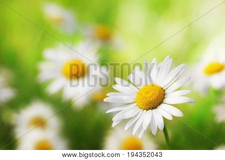 Daisy camomile flower.Chamomile field flowers border. Beautiful nature scene.  Spring Daisy. Summer flowers. Beautiful meadow. Summer background