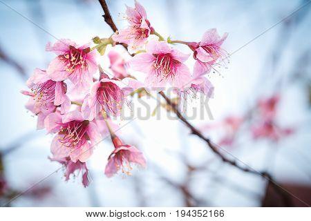 Cherry Blossom Or Sakura Flower Soft Focus And Blur In Vintage Style For Background