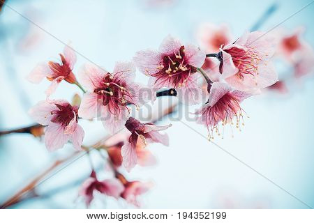 Cherry Blossom Or Sakura Flower Soft Focus And Blur In Vintage Style For Background