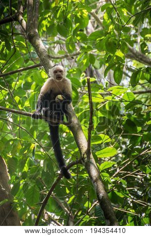 White-headed monkey with a fruit in Corcovado National Park