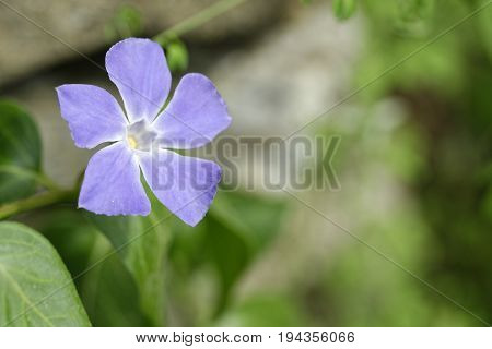 Perwinkle Flower In A Meadow