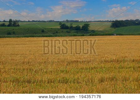 The agricultural field after cleaning of grain. In the foreground a yellow eddish and in the distance the hilly area with bushes and trees and also the blue sky with white clouds. Krasnodar Krai.
