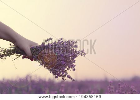 Gathering a bouquet of lavender. Girl hand holding a bouquet of fresh lavender in lavender field. Sun, sun haze, glare. Purple tinting