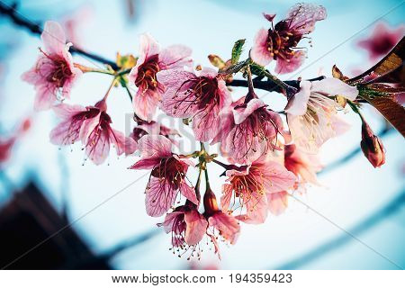 Cherry Blossom Or Sakura Flower Soft Focus And Blur In Vintage Style For Background