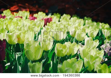 The tulip is a Eurasian and North African genus of herbaceous, perennial, bulbous plants in the lily family