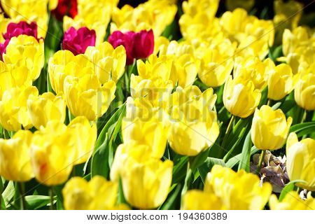 The tulip is a Eurasian and North African genus of herbaceous, perennial, bulbous plants in the lily family