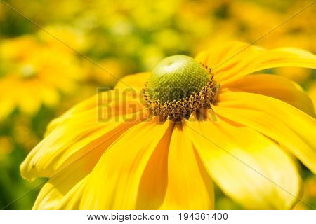 Euryops chrysanthemoides is an easy to grow Plant.
View on beautiful Yellow Flowers in Sunlight. Close-up of  Yellow Flowers on a Meadow. Golden Daisy Bush in Summer.