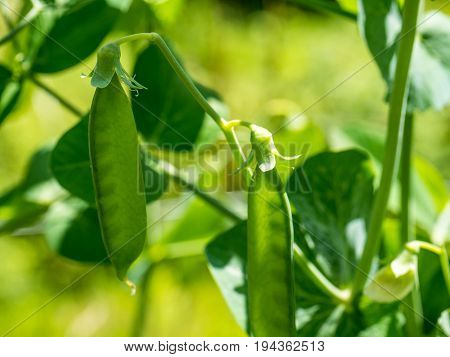 Pea Pod growing in a vegetable garden