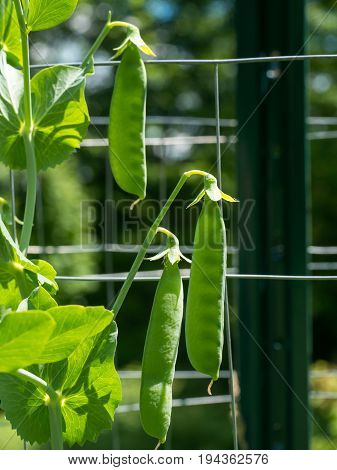 pea Pods growing in a vegetable garden