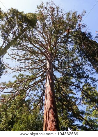 Big old sequoia - attractive tree in Nikitsky Botanic garden (Crimea Russia)