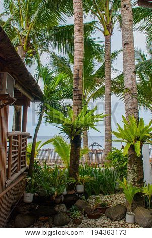Palm Trees And Potted Flowers. Pandan, Panay Island, Philippines.