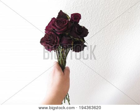 Package red flower love romantic beauty rose