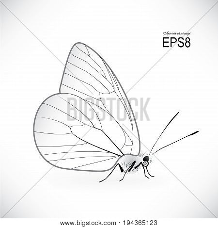Aporia Crataegi Beautiful Butterfly. Insect Isolated on White Background. Illustration