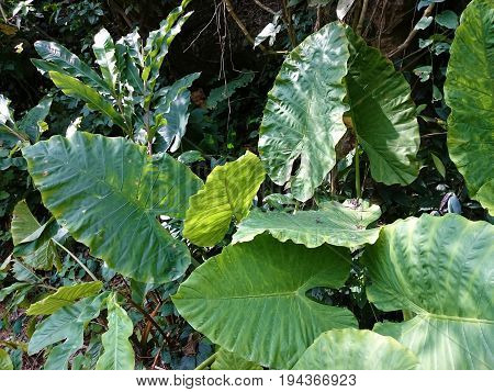 Greenery Leaves Of Alocasia Odora Or Elefant Ear, Partially In Back Light. Big Tropical Green Leaf N