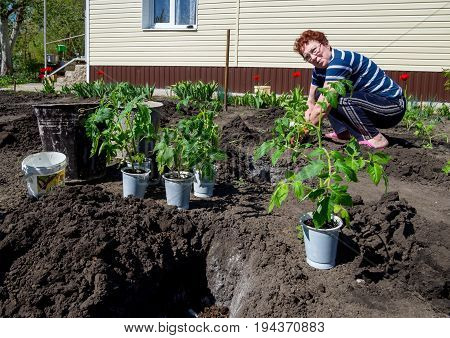 Voronezh, Russia - May 04, 2017: An elderly woman planting tomatoes in the open ground