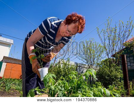 Voronezh, Russia - May 04, 2017: An elderly woman prepares seedlings for planting in the ground
