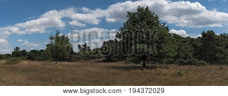 Panorama Nature conservation area Schwanheimer dune in Frankfurt am Main, Hesse, Germany
