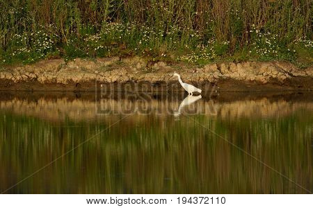 Little egret reflected in the water of Seaton Wetlands Devon