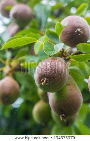 tasty pears ripening on the branch of pear tree