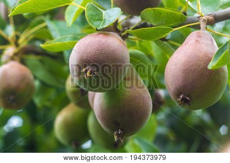 tasty pears ripening on the branch of pear tree